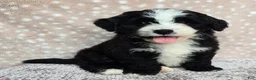 Mini Bernedoodle dogs for sale: Mini Clover - Ad 1