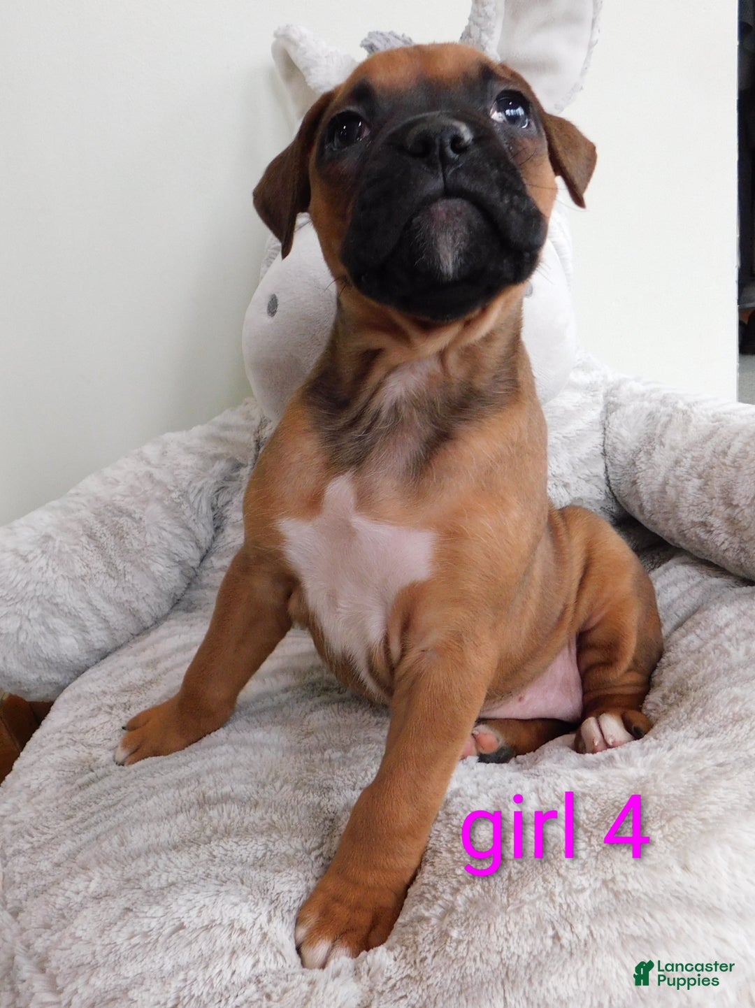 Boxer dogs for sale: Boxer Puppy 5 - Ad 4