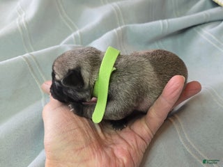 Pug dogs Bennie - Ad 39