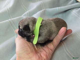 Pug dogs Bennie - Ad 39