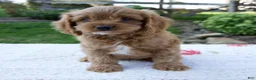 Cavapoo dogs for sale: Echo - Ad 4