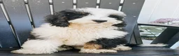 Mini Bernedoodle dogs for sale: Sutton - Tricolored Mini Bernedoodle - Ad 2