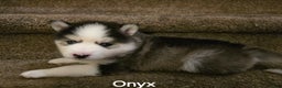 Pomsky dogs for sale: Onyx - Ad 3