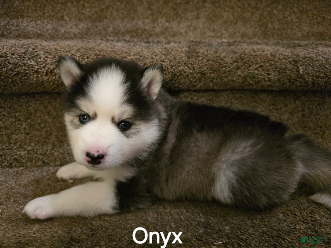 Pomsky dogs for sale: Onyx - Ad 3