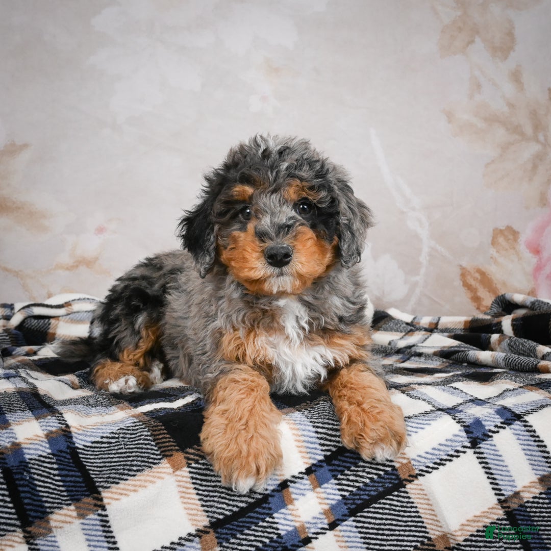 Bernedoodle dogs for sale: Murphy - Ad 2