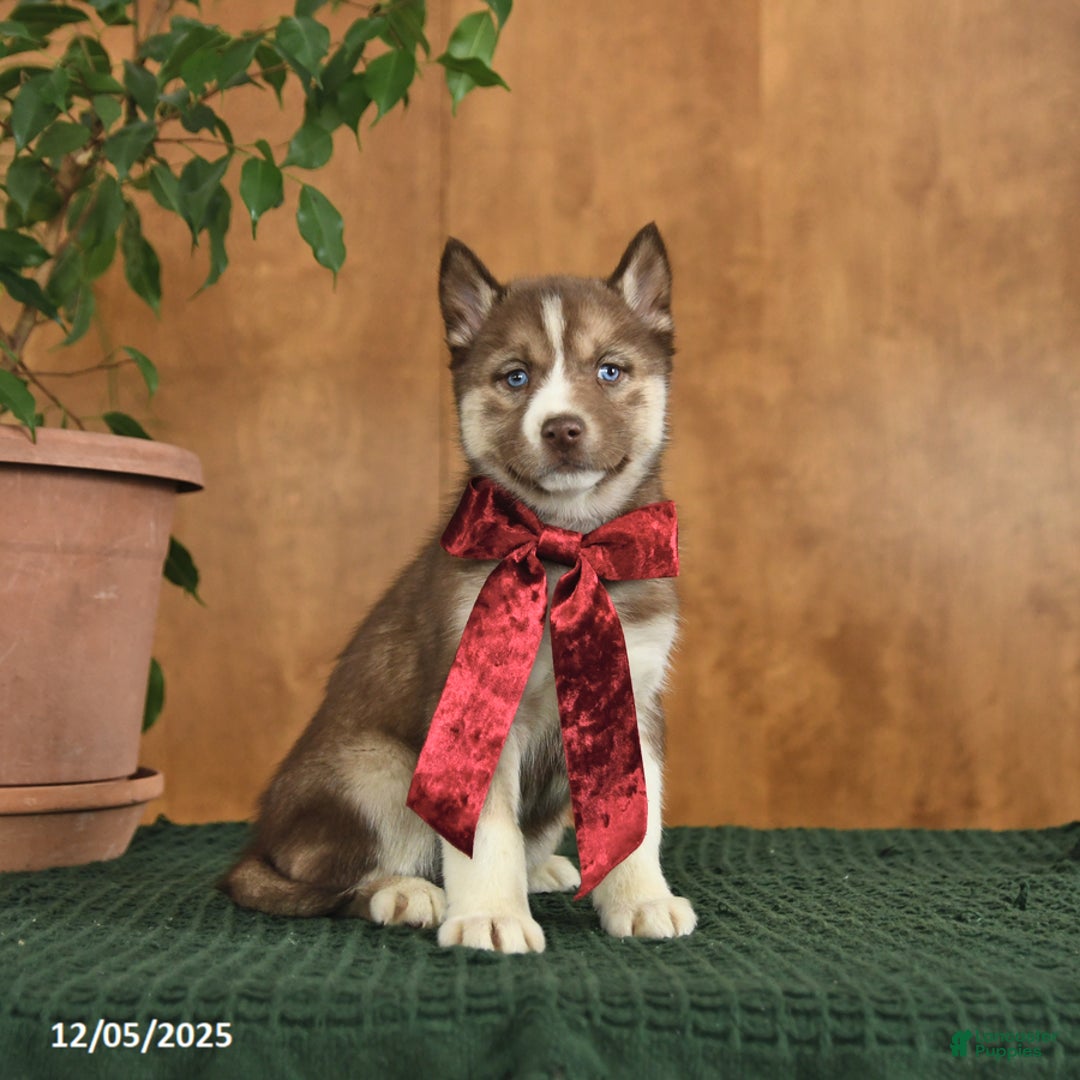 Siberian Husky dogs for sale: Alaska - Ad 1