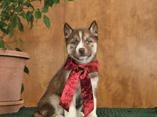 Siberian Husky dogs Alaska - Ad 31