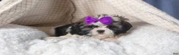 Shih Tzu dogs for sale: BAILEY - Ad 7
