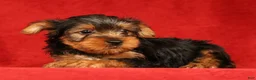 Yorkshire Terrier dogs for sale: Hank - Ad 9