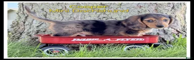 Cooper