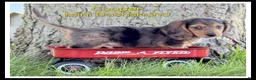 Miniature Dachshund dogs for sale: Cooper - Ad 1