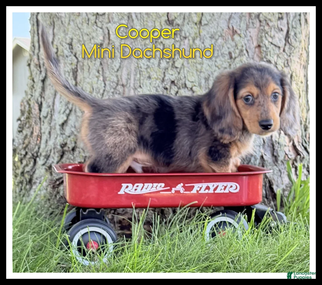 Miniature Dachshund dogs for sale: Cooper - Ad 1