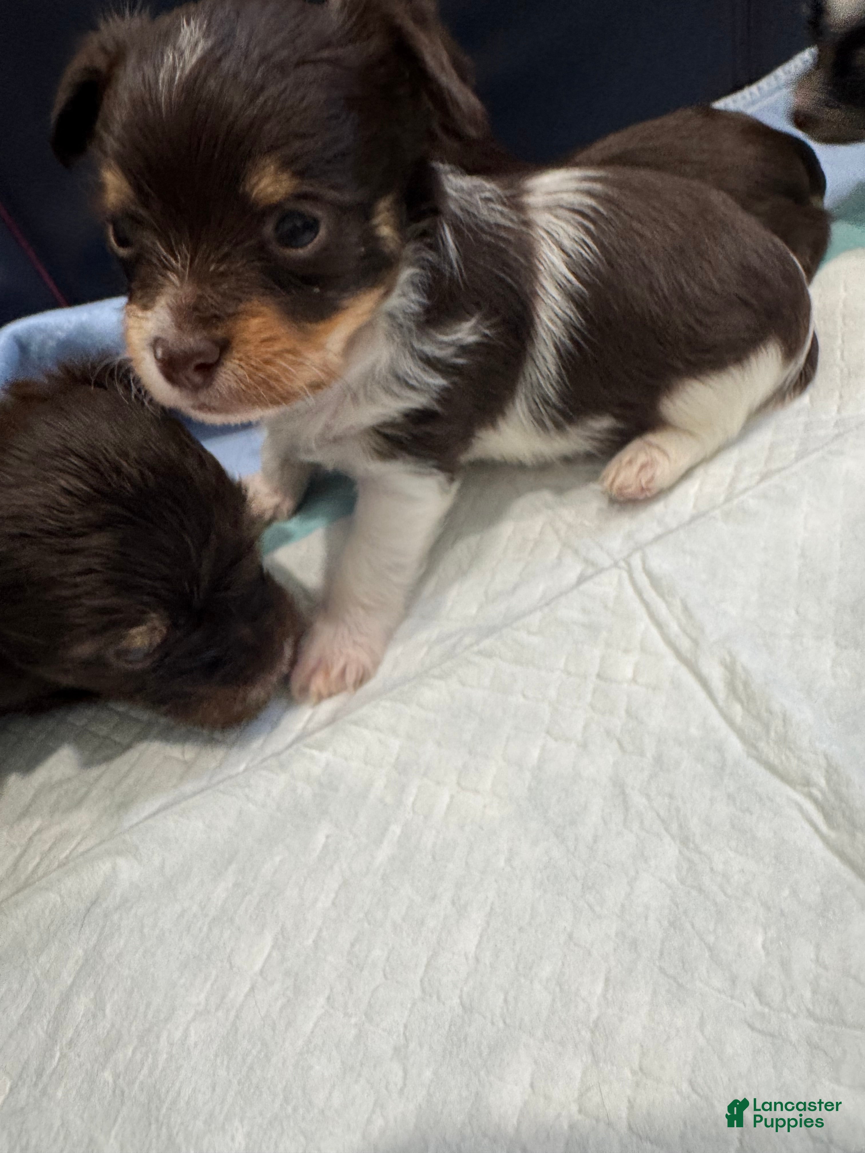 Yorkshire Terrier dogs Yorkshire Terrier 1 - Ad 2