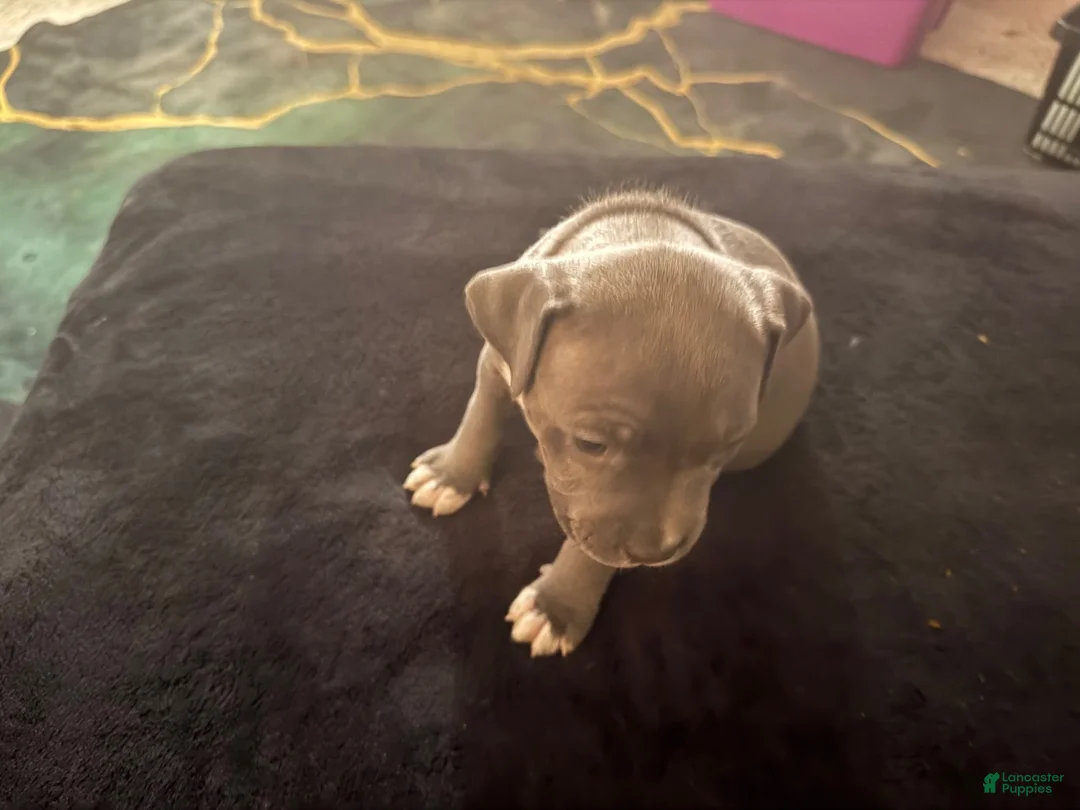 American Bully dogs for sale: American Bully 4 - Ad 2