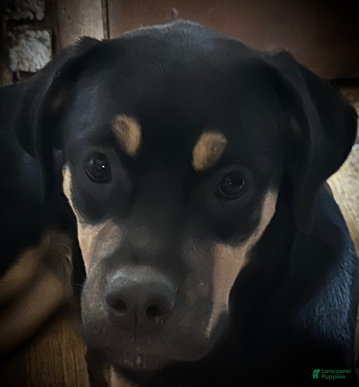 Mixed Breed dogs Cane Corso-Rottweiler - Ad 2