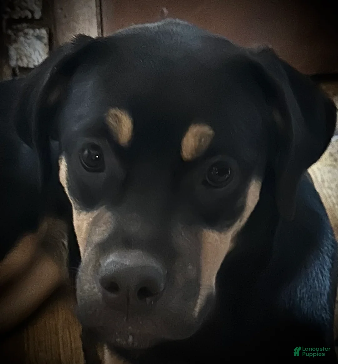 Mixed Breed dogs for sale: Cane Corso-Rottweiler - Ad 1