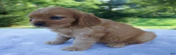 Mixed Breed dogs for sale: Romeo - Ad 4