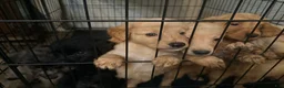 Mixed Breed dogs for sale: Mixed Breed 6 - Ad 12