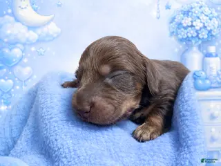 Miniature Dachshund dogs for sale: Miniature Dachshund Puppy 1 - Ad 2