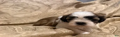 Elvis