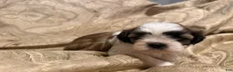 Malshi dogs for sale: Elvis - Ad 1