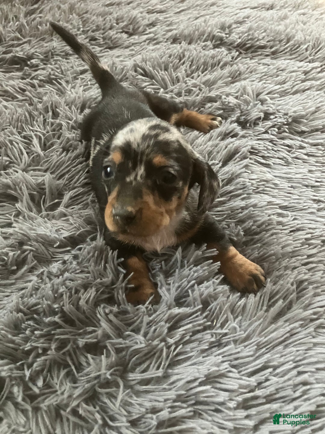 Miniature Dachshund dogs for sale: AKC Julianna - Ad 1