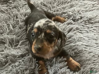 Miniature Dachshund dogs AKC Julianna - Ad 41