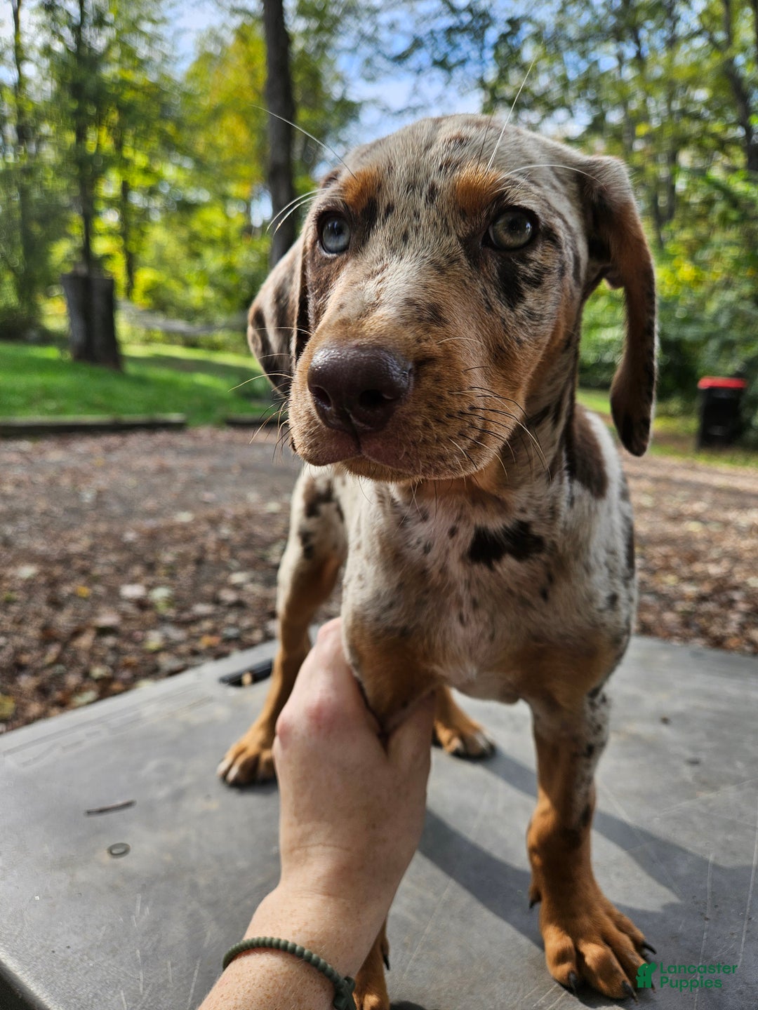 Catahoula Leapord Puppies for sale in Hopewell Township - Main Image
