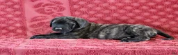 English Mastiff dogs for sale: Rambo - Ad 1