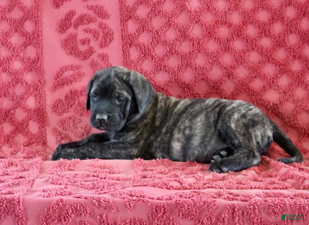 English Mastiff dogs for sale: Rambo - Ad 1