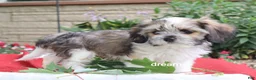 Mixed Breed dogs for sale: Nico - Ad 5