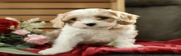 Cavachon dogs for sale: Ace  - Ad 1