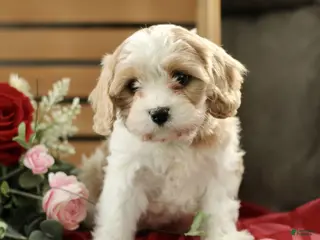 Cavachon dogs Ace - Ad 26