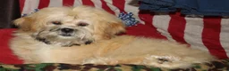 Shihpoo dogs for sale: Luke - Ad 7