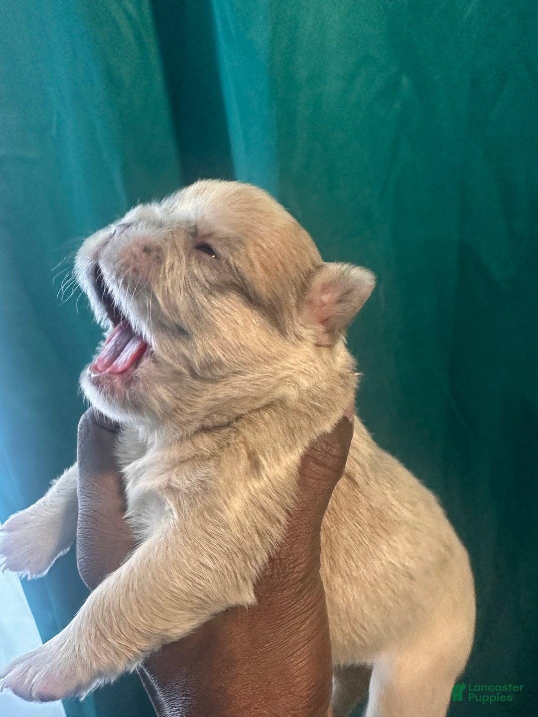 French Bulldog dogs for sale: French Bulldog Puppy 6 - Ad 2