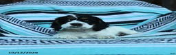 Cocker Spaniel dogs for sale: Crumbs - Ad 4