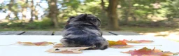 Miniature Dachshund dogs for sale: Skylar - Ad 7