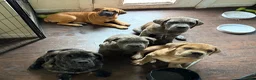 Cane Corso dogs for sale: "Red" - Ad 7