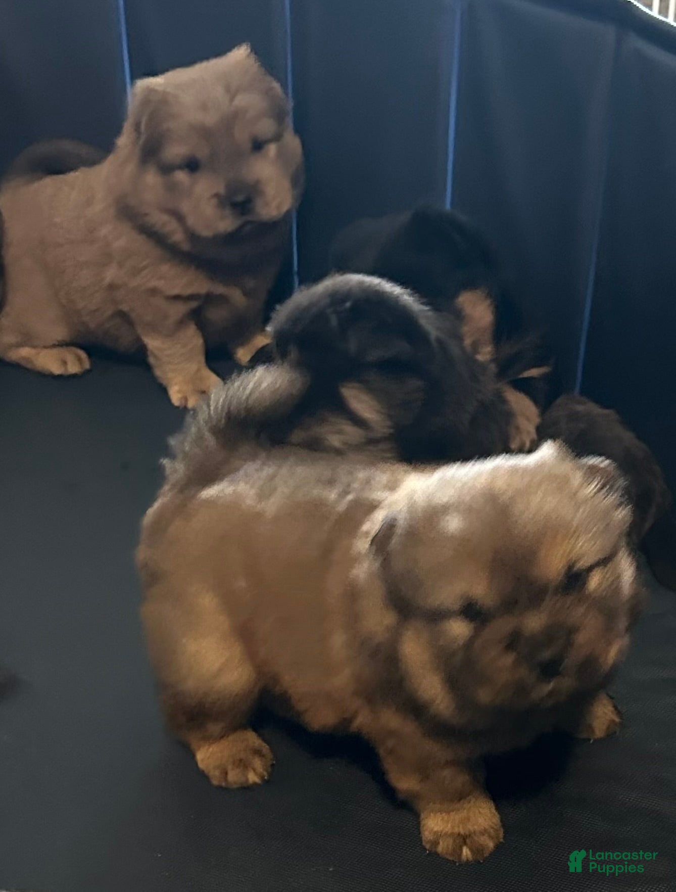 Chow Chow dogs Simba - Ad 4