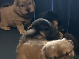 Chow Chow dogs Simba - Ad 4