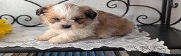 Teddy Bear dogs for sale: Grady - Ad 3