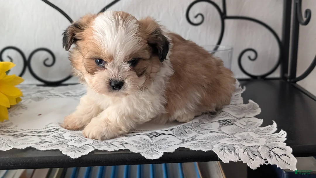 Teddy Bear dogs for sale: Grady - Ad 3