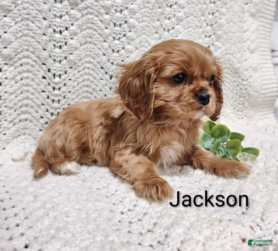 Cavalier King Charles Spaniel dogs for sale: Jackson  - Ad 7