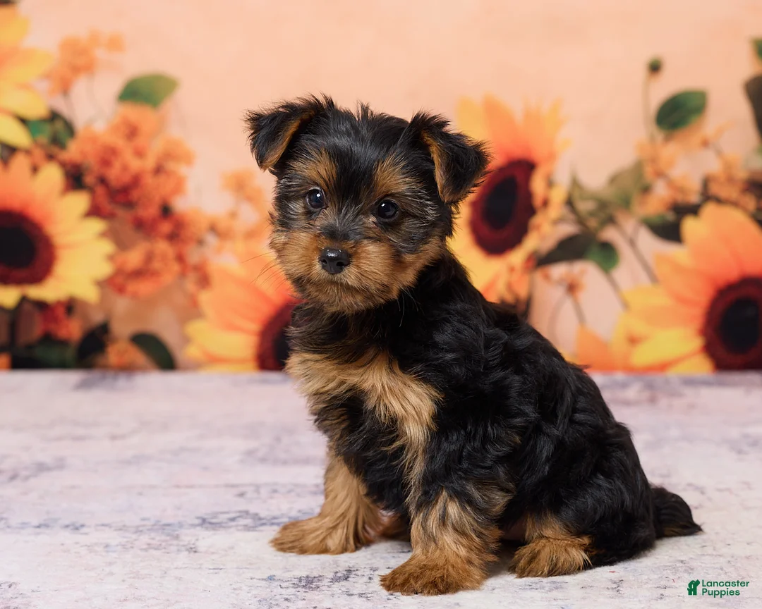 Yorkshire Terrier dogs for sale: Chloe - Ad 2
