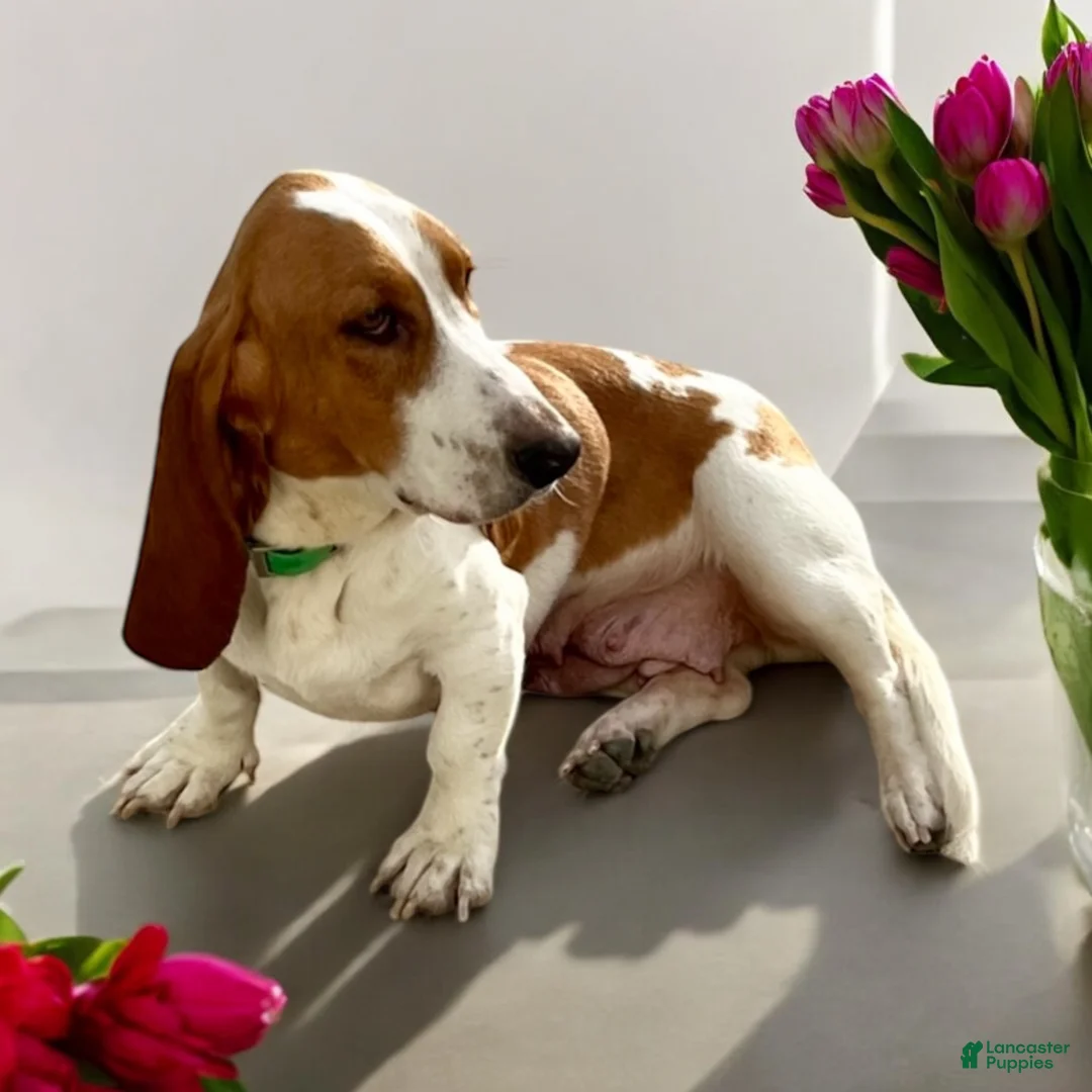 Basset Hound dogs for sale: Basset Hound Puppy 1 - Ad 2