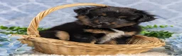 Toy Australian Shepherd dogs for sale: Brittlyn - Ad 9