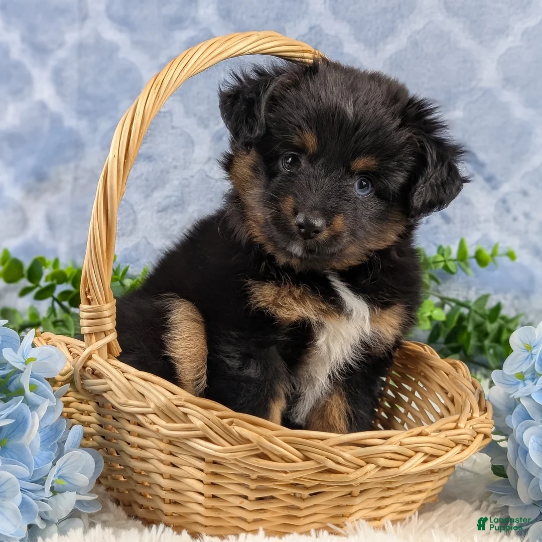 Toy Australian Shepherd dogs for sale: Brittlyn - Ad 9