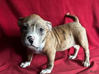 American Bully dogs for sale: American Bully Puppy 2 - Ad 2