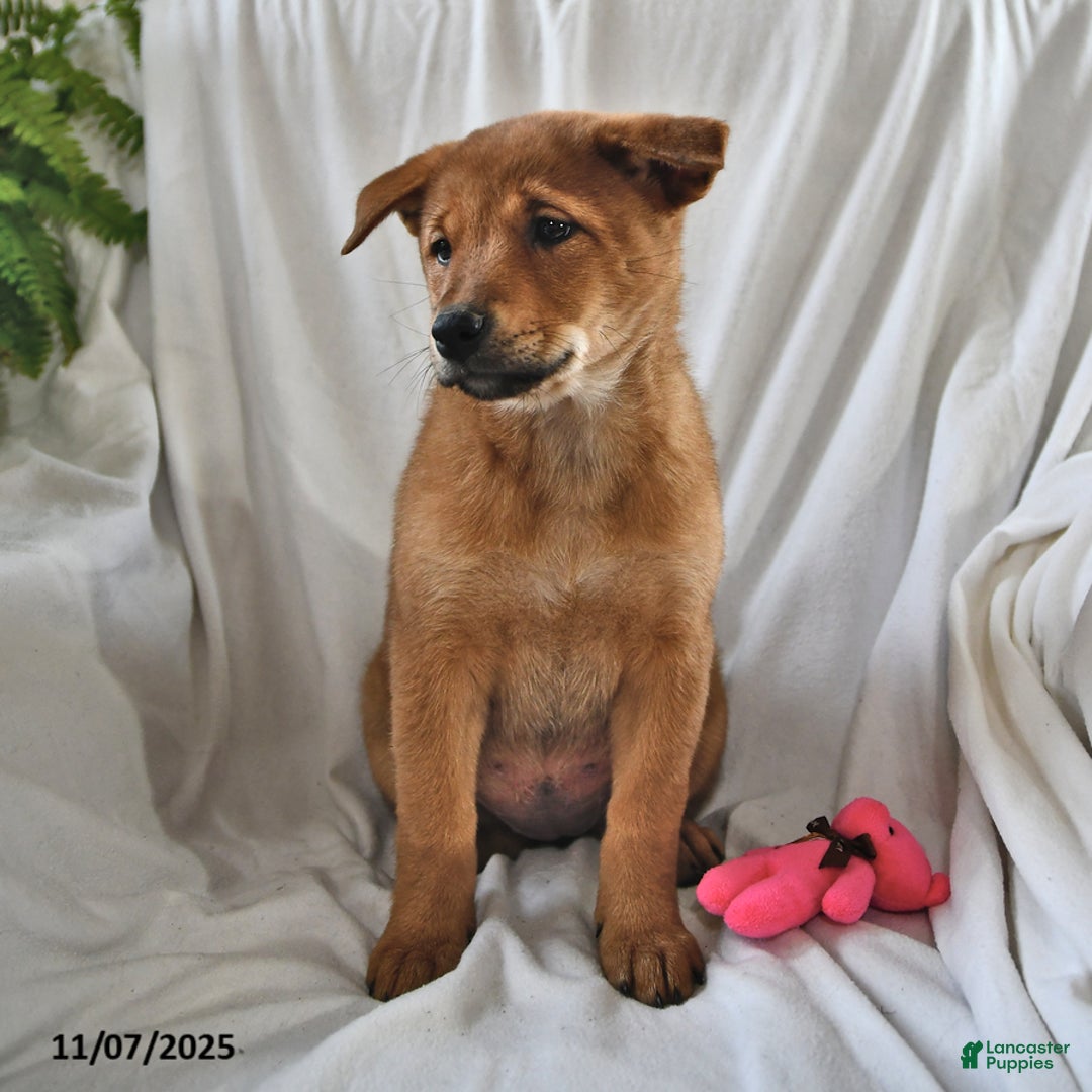 Mixed Breed dogs for sale: Tootsie - Ad 14