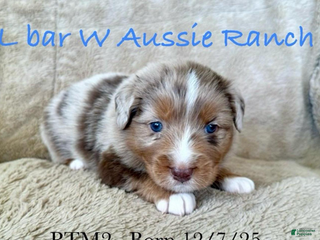 Miniature Australian Shepherd dogs Uncle Beau - Ad 4